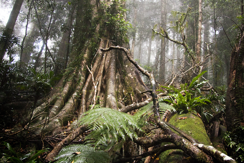 The Ash Tree | Ash Tree Books