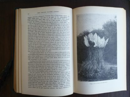 pampas grass picture in the book English Flower Garden by W. Robinson 1913 twelfth edition