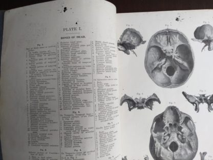 illustration inside a Vintage Anatomy Atlas of the Human Body Modern Medicine Publishing Company