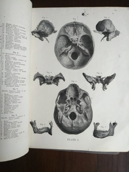 illustration inside an undated copy of Anatomy Atlas of the Human Body Modern Medicine Publishing Company