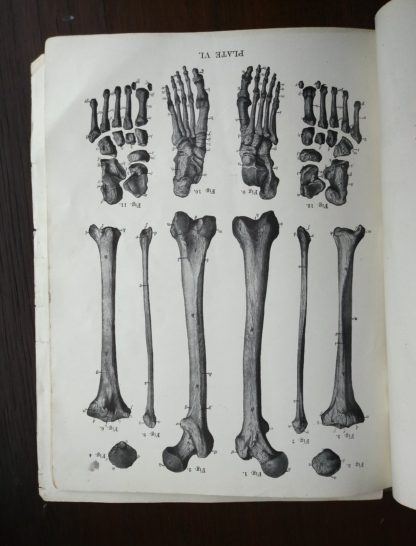 image inside a Vintage Anatomy Atlas of the Human Body Modern Medicine Publishing Company