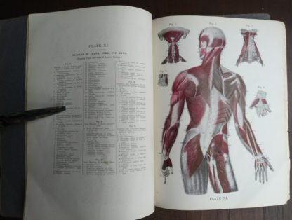 undated Vintage Anatomy Atlas of the Human Body Modern Medicine Publishing Company