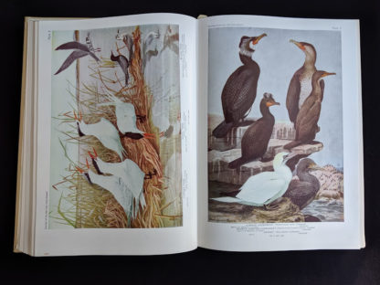1936 copy of BIRDS OF AMERICA with 106 Color Plates published by Doubleday & Company - color plate 8 and 9
