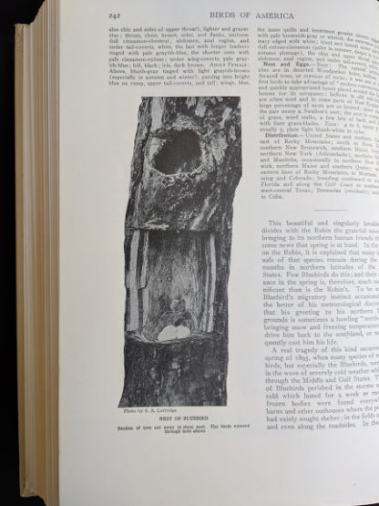 1936 copy of BIRDS OF AMERICA with 106 Color Plates published by Doubleday & Company - nest of a bluebird