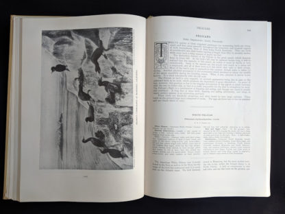 1936 copy of BIRDS OF AMERICA with 106 Color Plates published by Doubleday & Company - pelicans