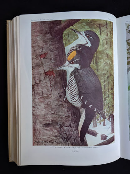 color plate of a Arctic three toed woodpecker in a 1936 copy of BIRDS OF AMERICA with 106 Color Plates published by Doubleday & Company