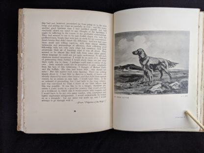 An Image of a Irish Setter in a 1936 First Edition copy of The Tree - The Centenary Book of the Ulster Society for the Prevention of Cruelty to Animals 1836-1936