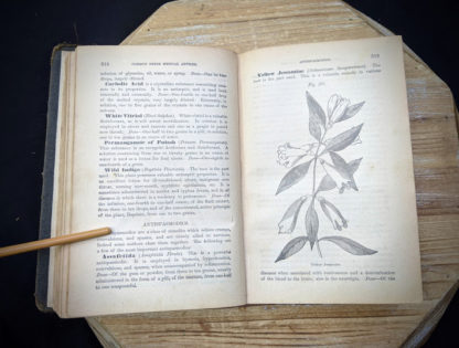 illustration of Yellow Jessamine - 1895 The Peoples Common Sense Medical Adviser by R.V. Pierce M.D.