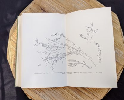 sketch of Fontinalis dalecarlica - 1900 - Mosses with a Hand-Lens - A Non - Technical Handbook of the More Recognized Mosses of the North-Eastern United States - By A J Grout