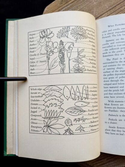 Diagram sketch of parts of a wild flower -1939 Wild Flowers of the Northern States and Canada by Arthur Craig Quick