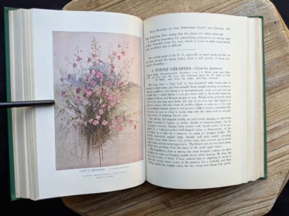 Illustration of Purple Gerardia - Gerardia Purpurea - 1939 Wild Flowers of the Northern States and Canada by Arthur Craig Quick - First Edition