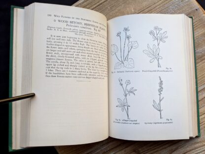 Wood Betony and other sketches - 1939 copy of Wild Flowers of the Northern States and Canada by Arthur Craig Quick - First Edition