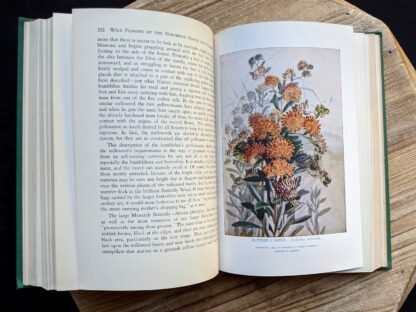 illustration of Butterfly Weed - Asclepias Turberosa - 1939 Wild Flowers of the Northern States and Canada by Arthur Craig Quick - First Edition