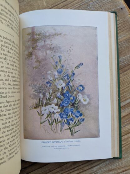 illustration of Fringed Gentian - Gentiana Crinita -1939 Wild Flowers of the Northern States and Canada by Arthur Craig Quick - First Edition