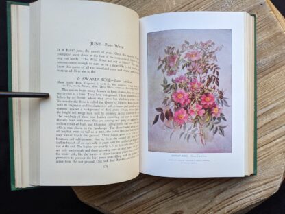 illustration of a Swamp Rose insde a 1939 copy of Wild Flowers of the Northern States and Canada by Arthur Craig Quick - First Edition