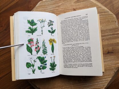 illustrated colour plate - Culpeper's Complete Herbal circa 1970's - undated