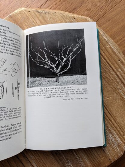 a frameworked tree - 1953 The Grafter's Handbook by R. J. Garner