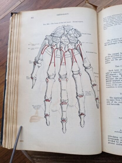 the bones of the left hand - 1926 Gray's Anatomy - Descriptive and Applied - 23rd Edition - Longmans, Green and Co. Ltd.