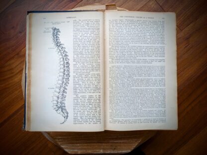 the vertebral column as a whole - 1926 Gray's Anatomy - Descriptive and Applied - 23rd Edition - Longmans, Green and Co. Ltd.