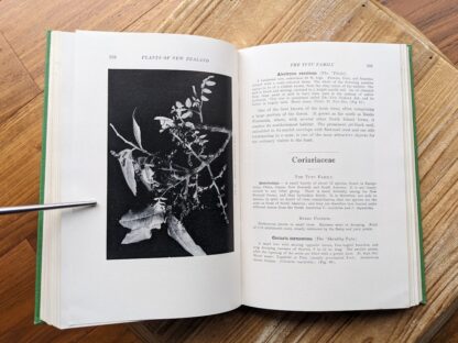 Coriariacea - The Tutu Family - Plants of New Zealand by Laing and Blackwell - Fifth Edition - undated - circa 1940s