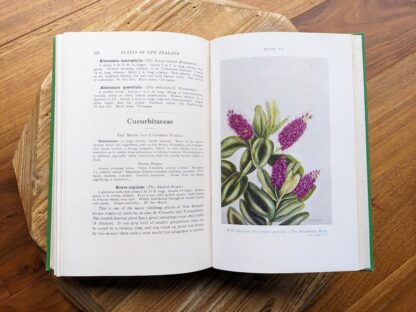 Cucurbitaceae - The Melon and Cucumber Family - Plants of New Zealand by Laing and Blackwell - Fifth Edition - undated - circa 1940s